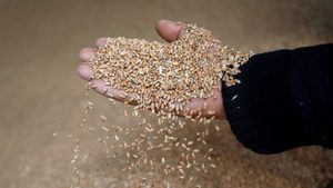 A worker displays grains of wheat at a mill in Lebanon, where the cost of a loaf of bread rose 70 percent in March