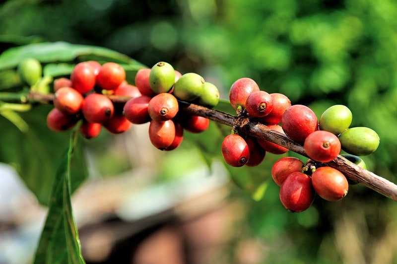 Coffee trade wars brewing: Saudi aims to increase its 300 tonnes of beans a year to 2,500 tonnes