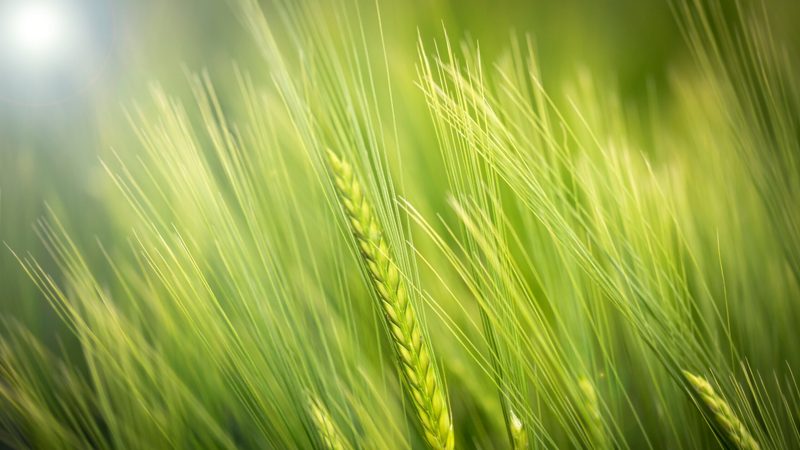 Green wheat