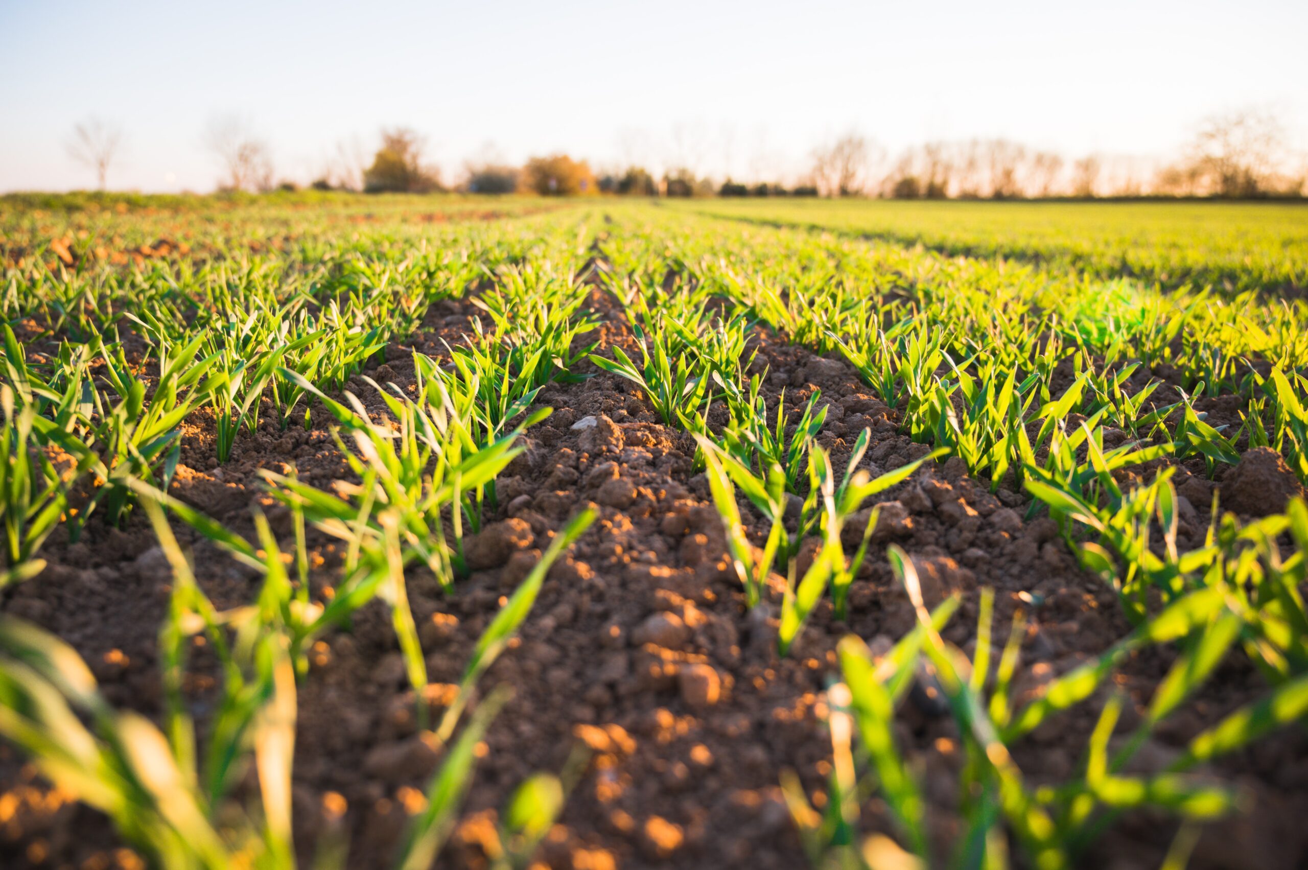 fields agriculture