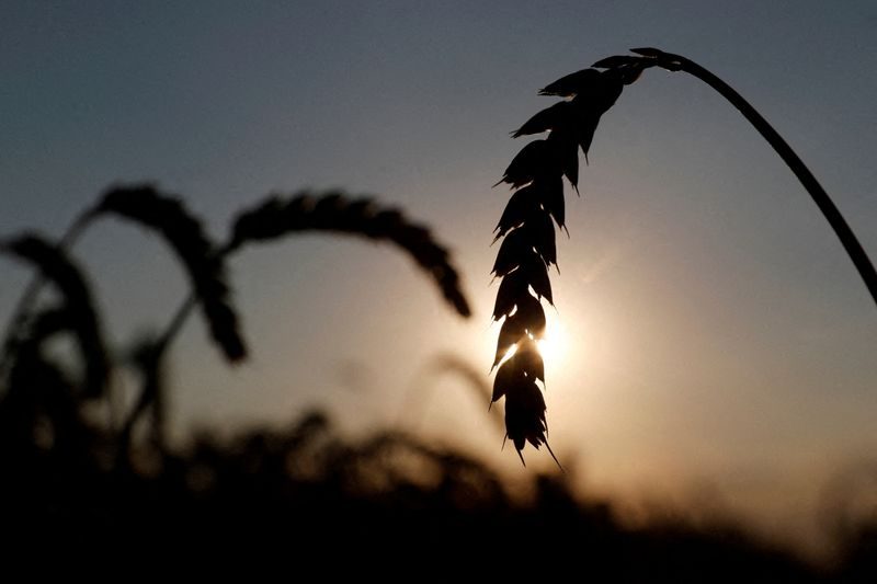 Flare, Light, Plant