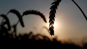 Flare, Light, Plant