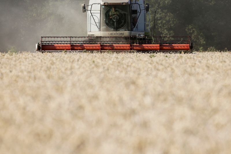 Nature, Outdoors, Harvest