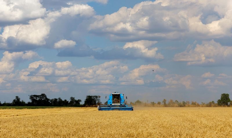 Nature, Outdoors, Harvest