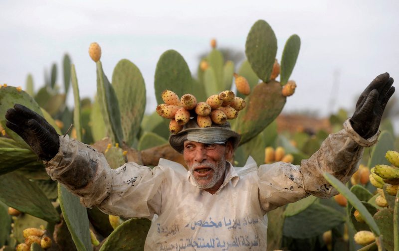 Plant, Cactus, Person