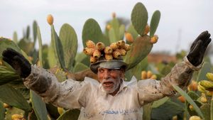 Plant, Cactus, Person