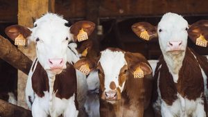 Cow, Cattle, Mammal