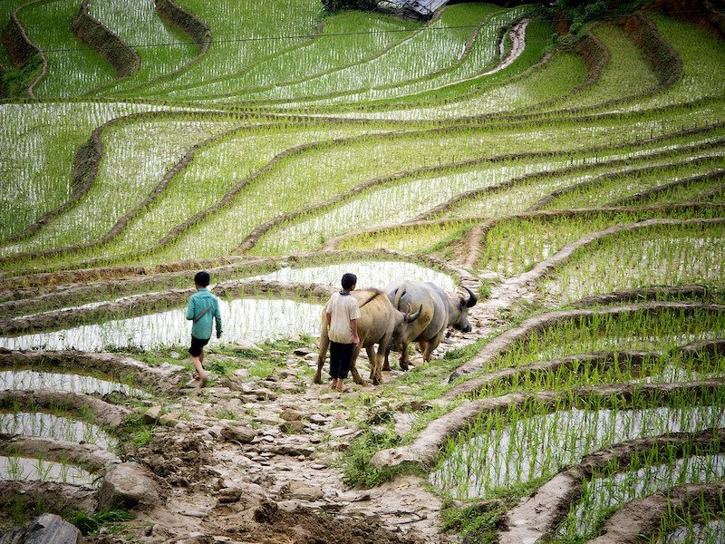 Nature, Grassland, Field