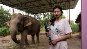 Elephant, Mammal, Animal