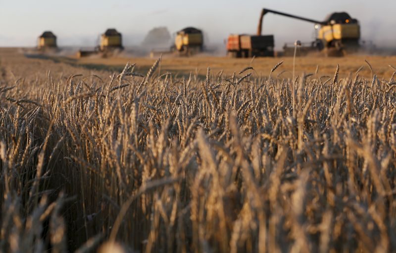 Plant, Grain, Produce