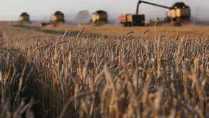 Plant, Grain, Produce