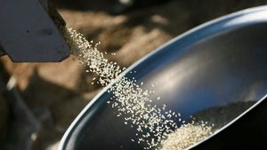 Plant, Food, Grain