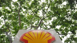 Tree, Plant, Logo