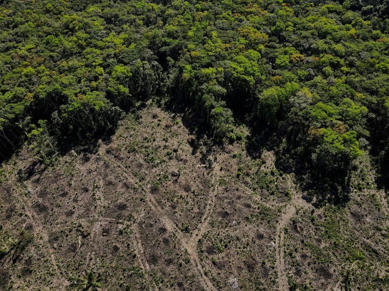 Vegetation, Plant, Rainforest