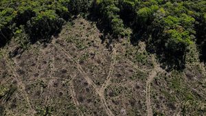 Vegetation, Plant, Rainforest