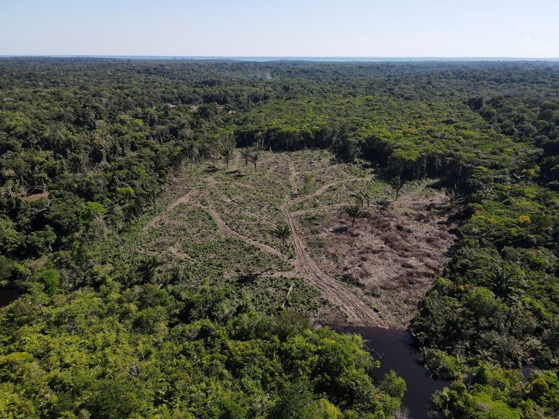 Land, Tree, Vegetation