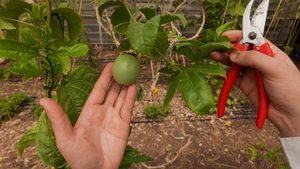 An Emirati farmer inspects a passionfruit on his Dubai farm. Gulf governments want to grow more food locally