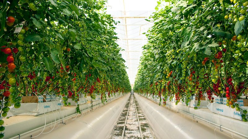 Pure Harvest Smart Farms