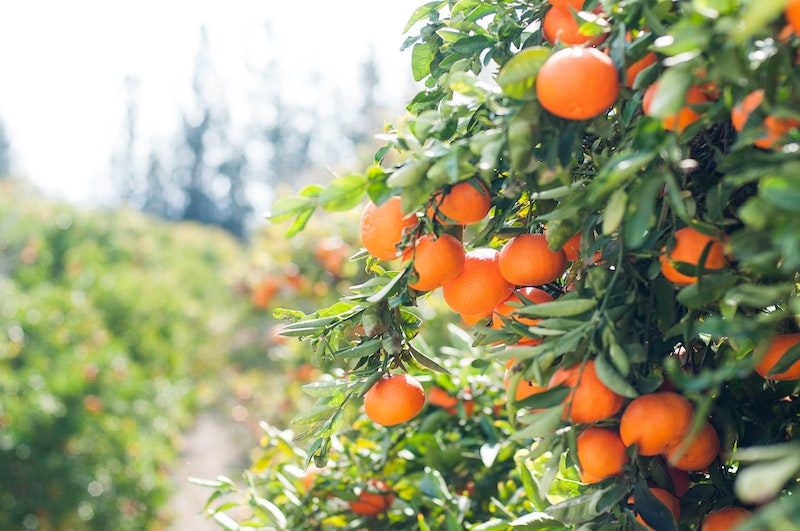 The first shipment of Egyptian citrus is expected to be exported to the Philippines during the current season