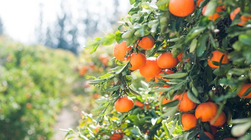 The first shipment of Egyptian citrus is expected to be exported to the Philippines during the current season