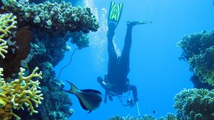 Saudi Red Sea coral