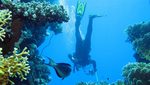Saudi Red Sea coral
