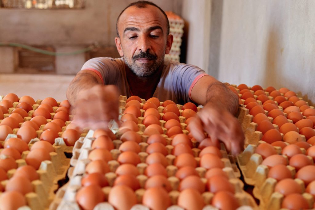A hatchery worker in El Menoufia governorate, Egypt. Food security is a pressing concern for Gulf nations