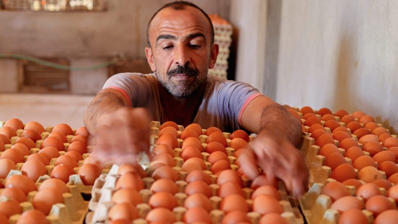 A hatchery worker in El Menoufia governorate, Egypt. Food security is a pressing concern for Gulf nations