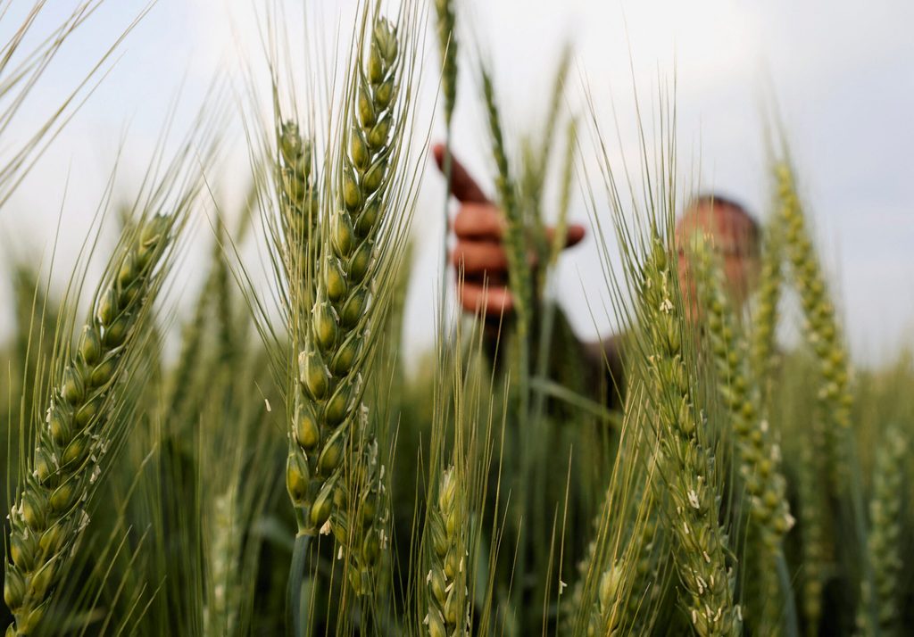 A farmer tends wheat in the El-Menoufia governorate, north of Cairo