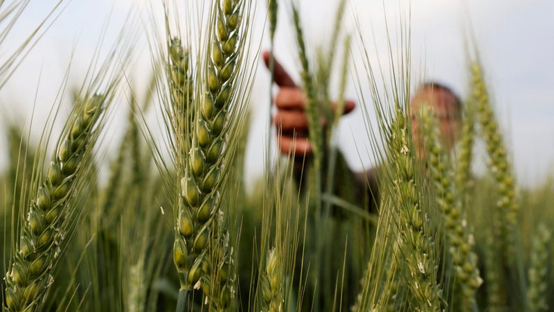 A farmer tends wheat in the El-Menoufia governorate, north of Cairo