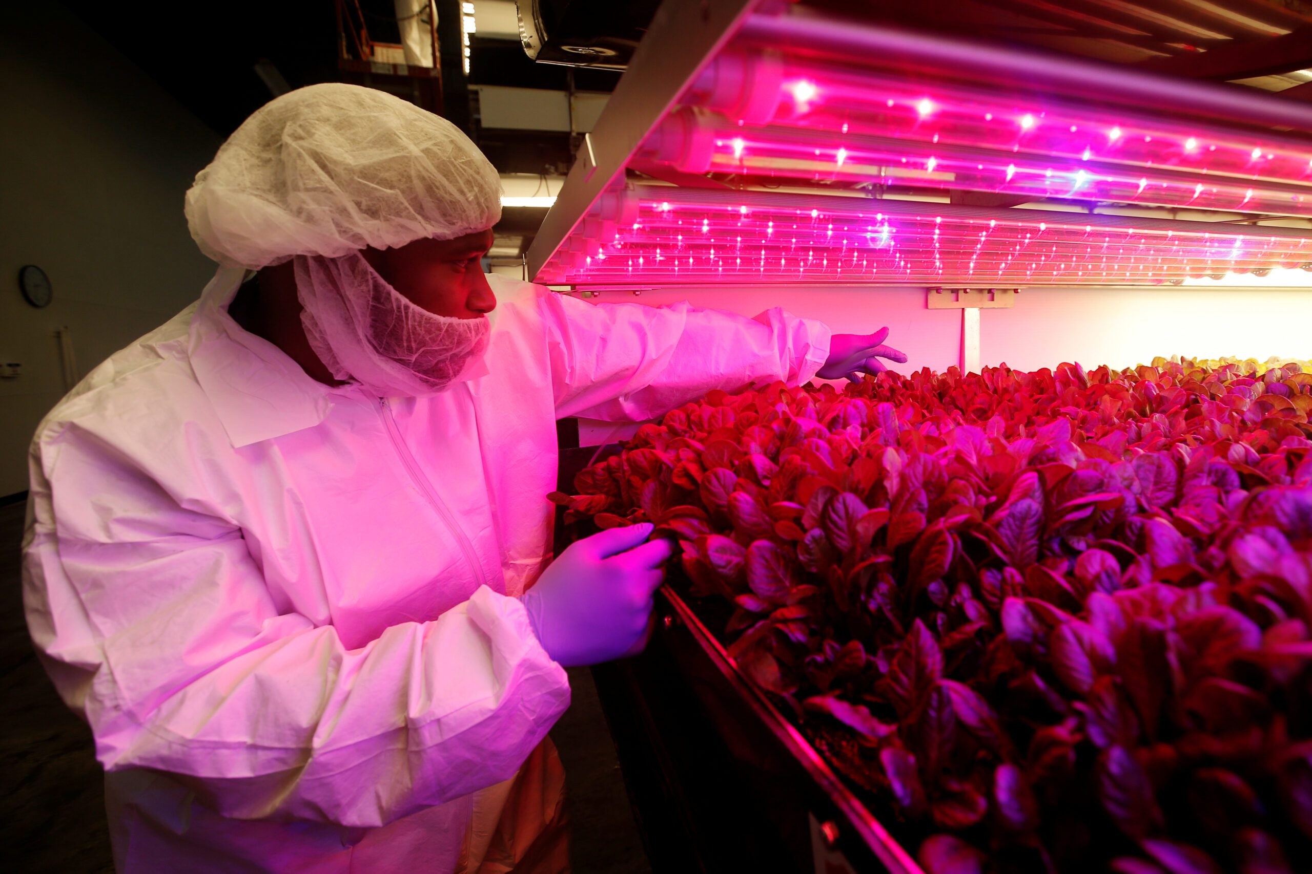 People, Person, Man, farm, lettuce
