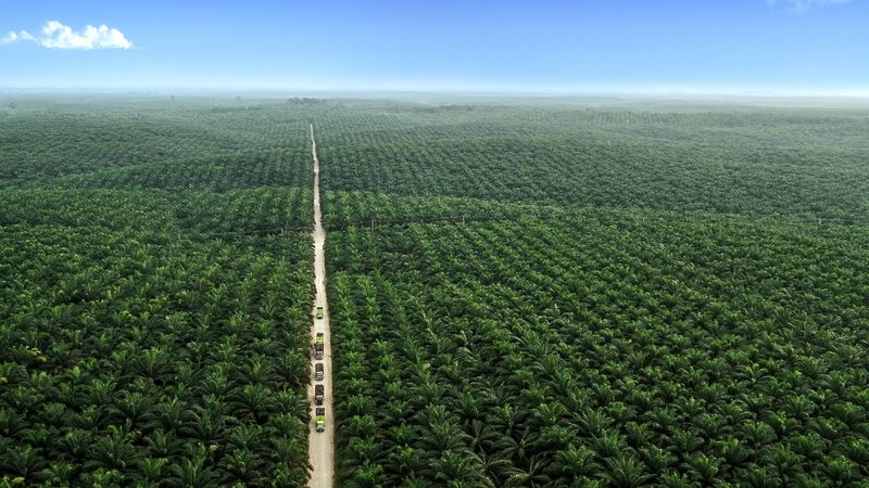 Asian Agri's Buatan oil palm plantation in Riau, Indonesia. Apical is one of the largest exporters of refined palm oil in the country