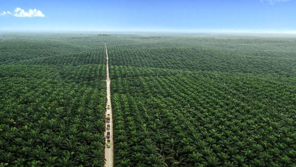 Asian Agri's Buatan oil palm plantation in Riau, Indonesia. Apical is one of the largest exporters of refined palm oil in the country