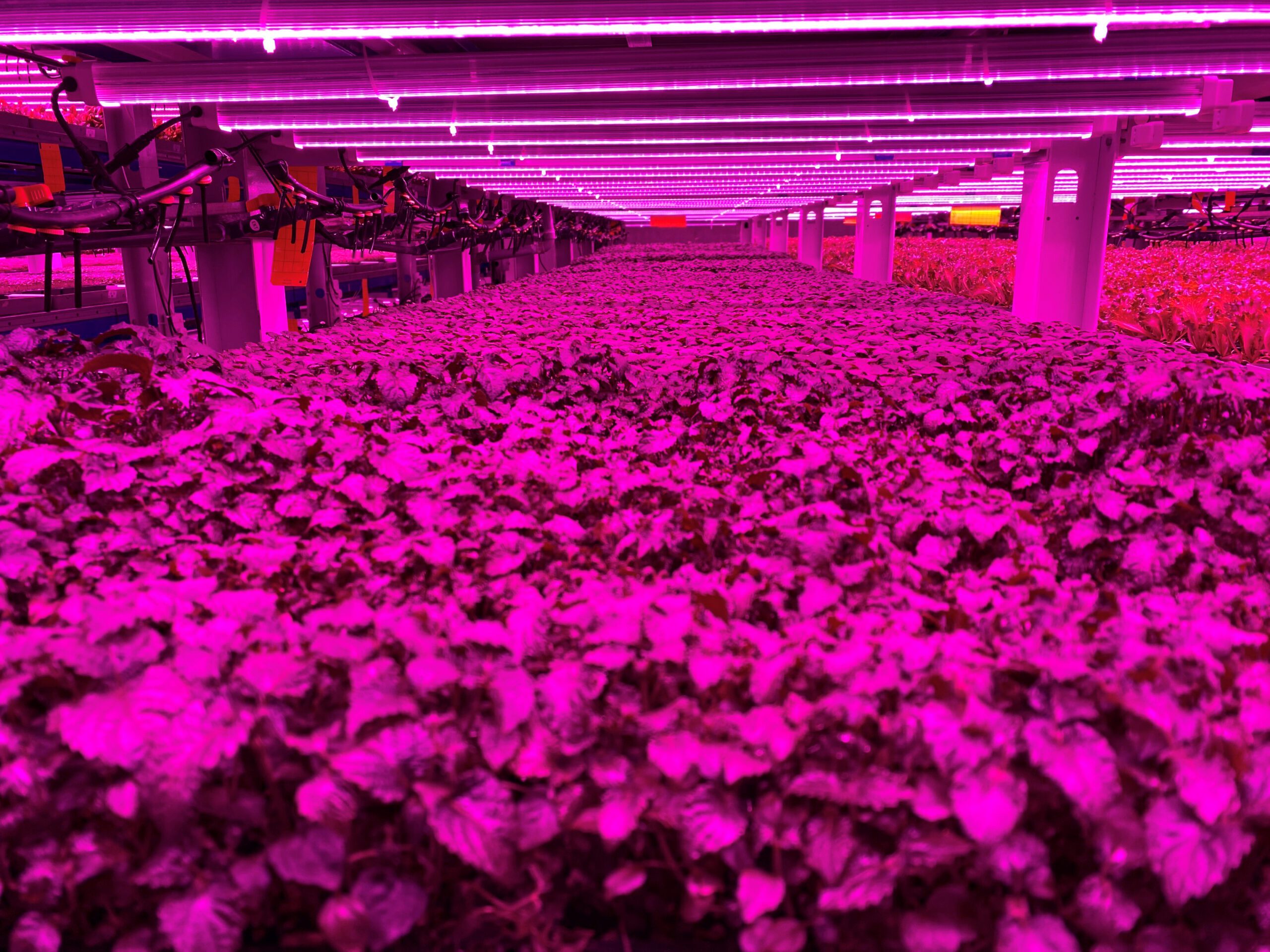 Crops at Badia Farms are grown using grown using 90 percent less water than open-field farming. Picture: Reuters/Abdel Hadi Ramahi