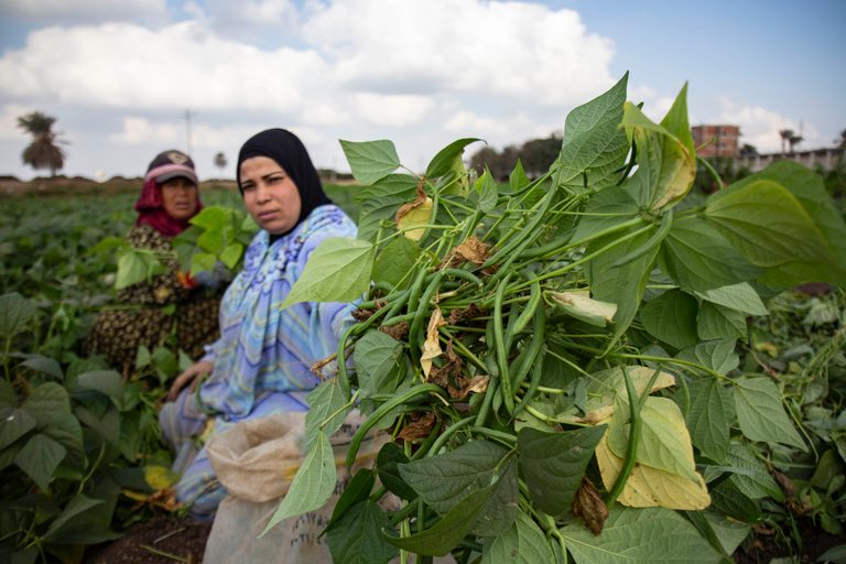 Mozare3 gives smallholder farmers in Egypt access to a range of financial products and agronomy support. Picture: Mahmoud Elkhwas via Reuters Connect