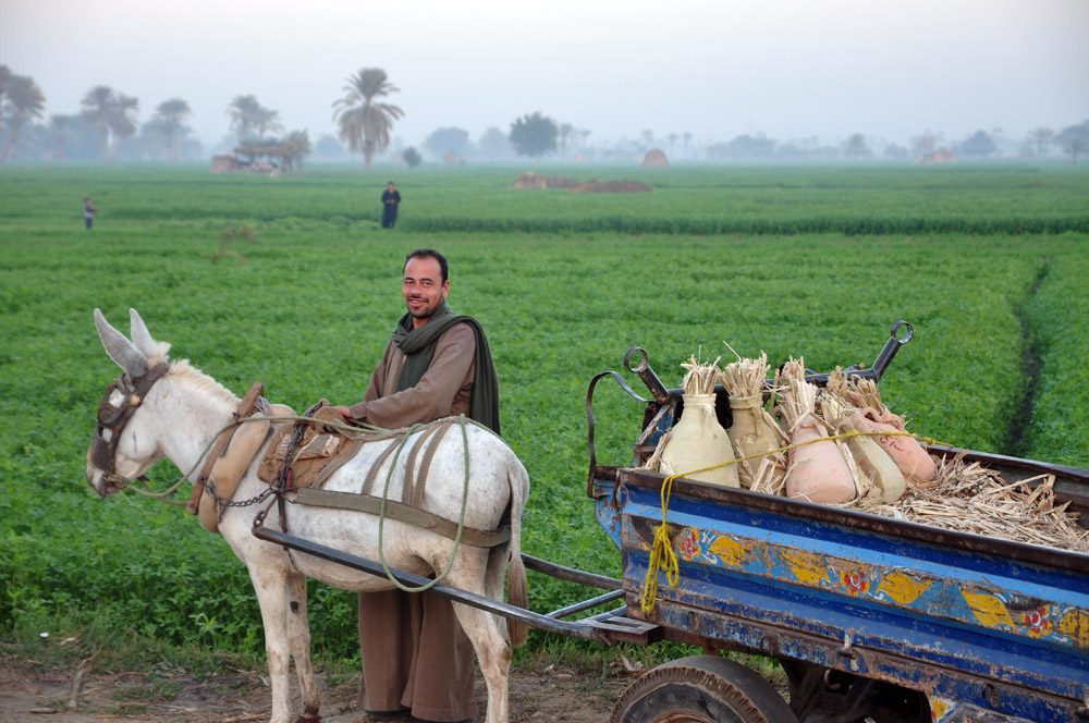 Digital technologies will enhance farming in Egypt. Picture: Creative Commons/Mohamed Kamal