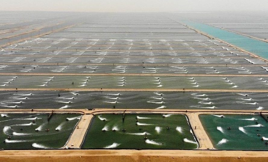 Saudi firm Naqua operates one of the world's largest fully integrated farms for shrimp. Picture: Naqua