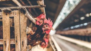 Chicken, Animal, Poultry