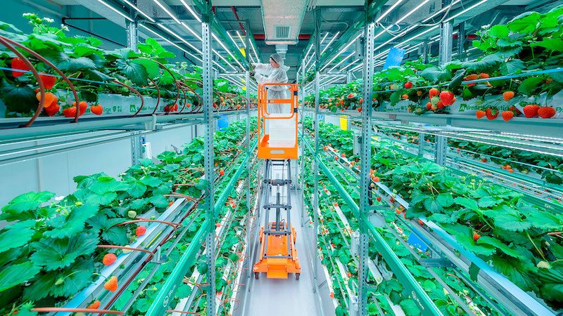 strawberries, vertical farm