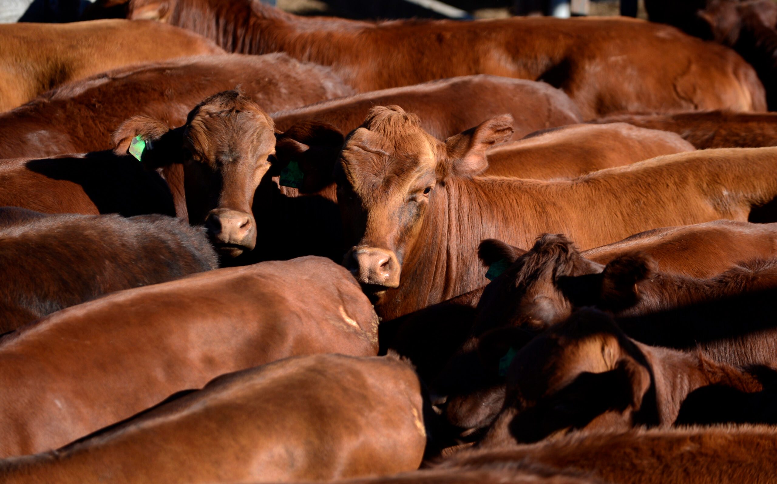 Cattle