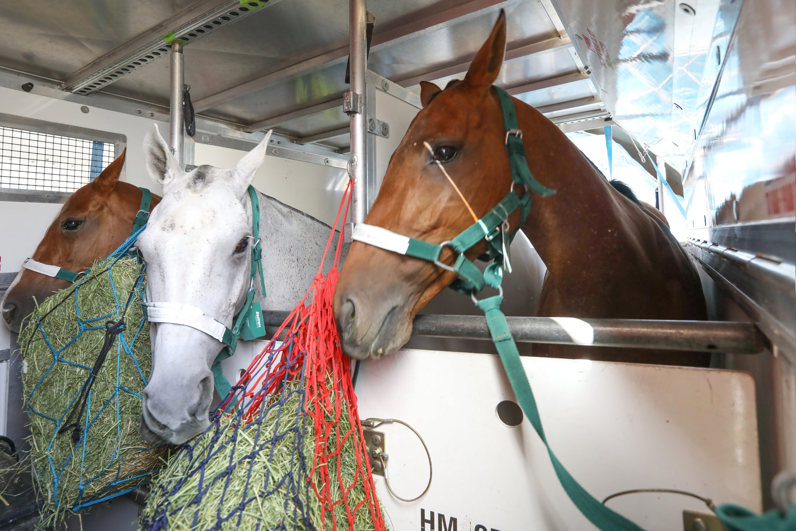horses, hay