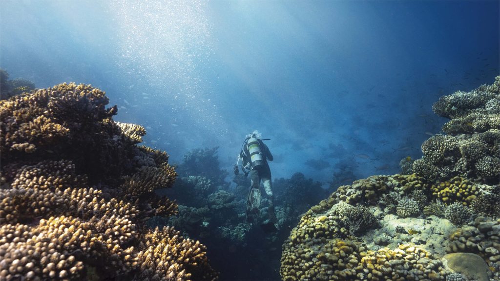 A diver amid coral at the Amaala resort