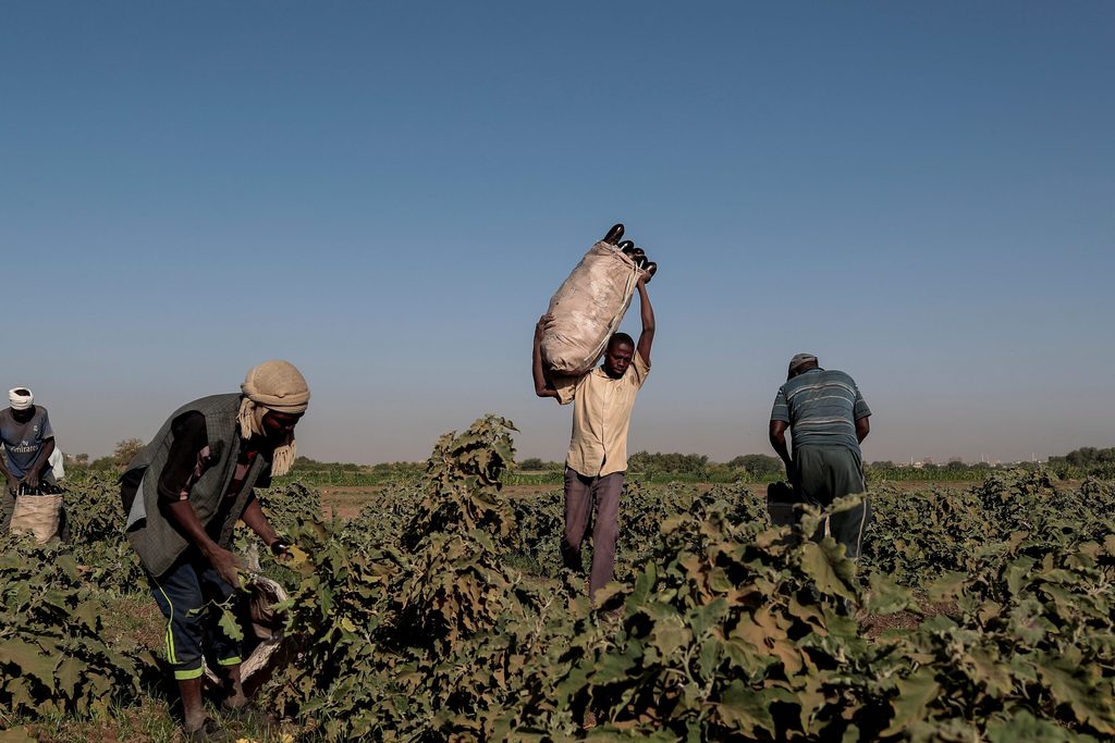 Mussa Adam Bakr (R), 48, who farms a plot of land next to a mud brick factory, collects eggplants with his workers on his field on Tuti Island, Khartoum, Sudan, February 14, 2020.