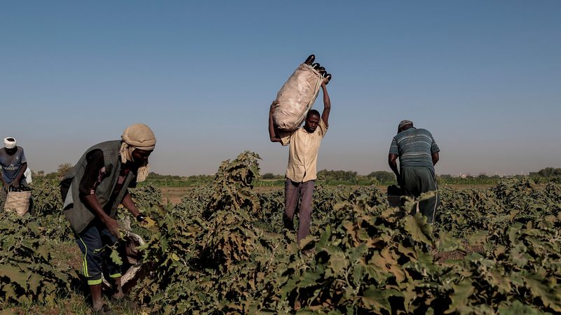 Mussa Adam Bakr (R), 48, who farms a plot of land next to a mud brick factory, collects eggplants with his workers on his field on Tuti Island, Khartoum, Sudan, February 14, 2020.
