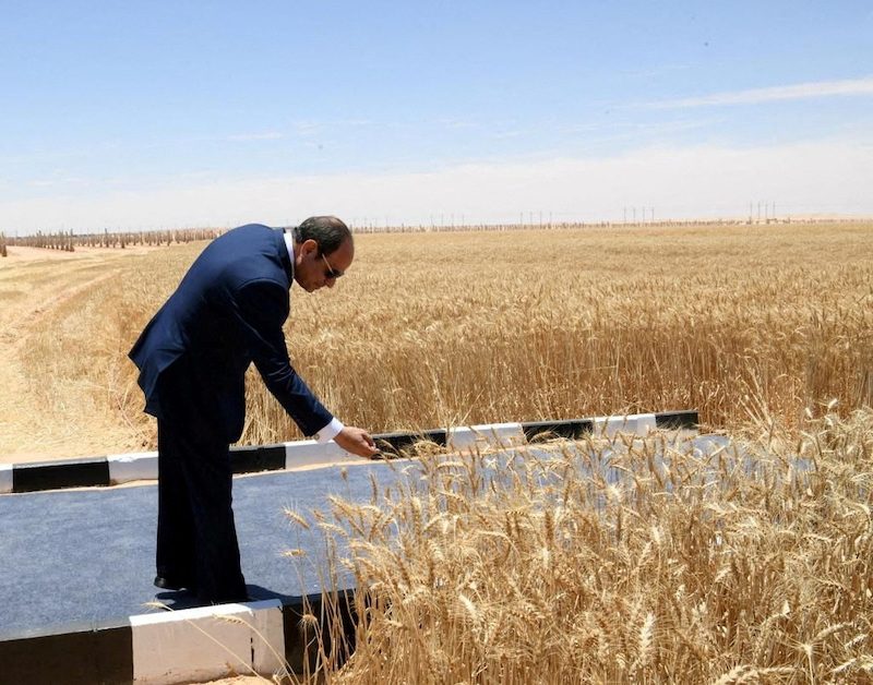 Egypt's president Abdel Fattah Al Sisi checks wheat plants at Sharq El Owainat