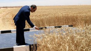 Egypt's president Abdel Fattah Al Sisi checks wheat plants at Sharq El Owainat