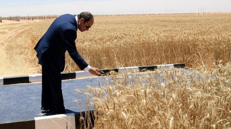 Egypt's president Abdel Fattah Al Sisi checks wheat plants at Sharq El Owainat
