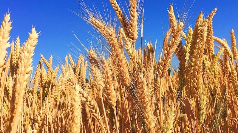 Graderco's annual grain business represents over 25% of Morocco’s imports