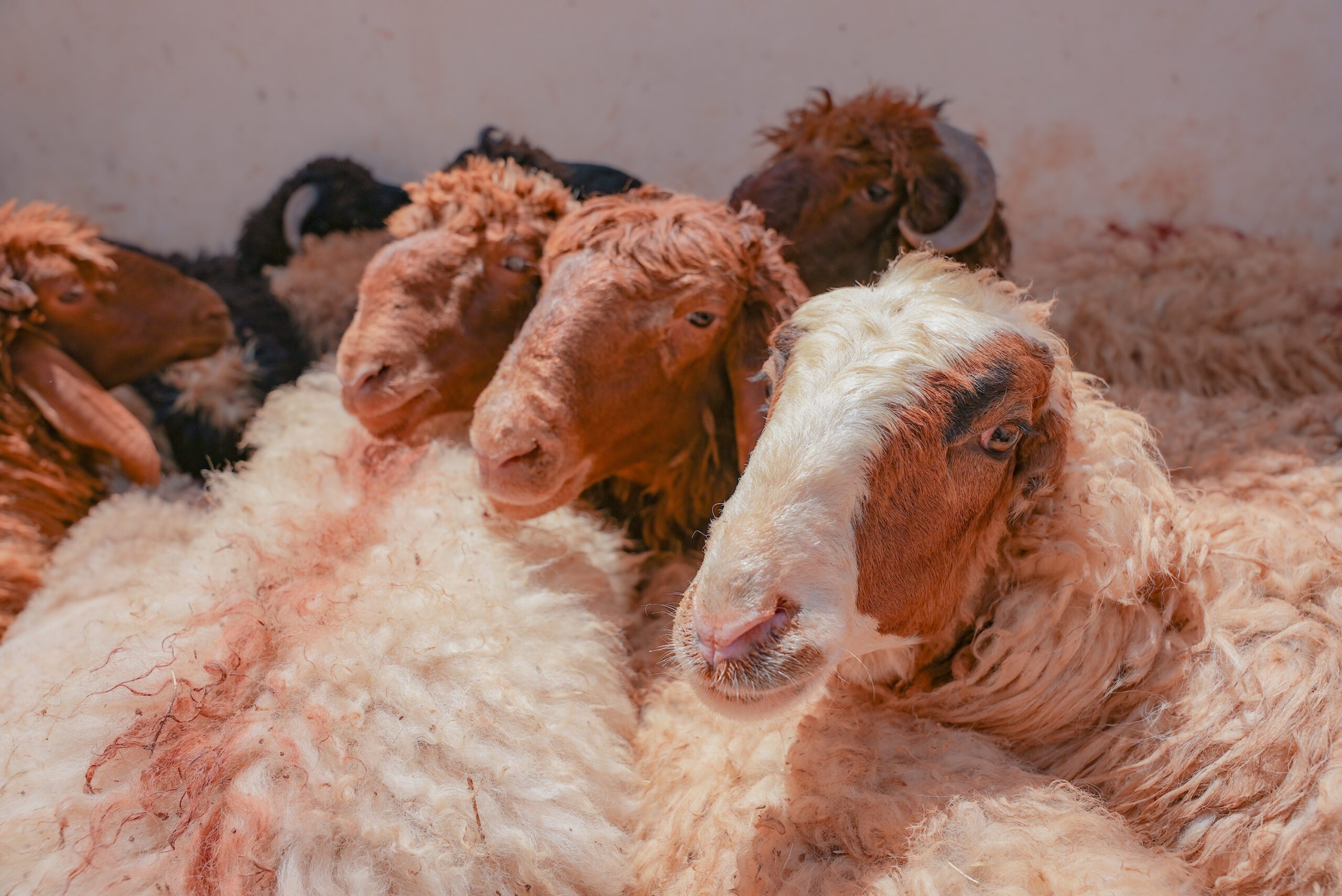 Sacrificial lambs await their fate during Eid Al Adha
