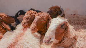 Sacrificial lambs await their fate during Eid Al Adha